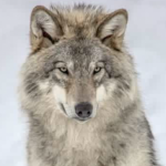 Profile picture of Arctic Wolfare